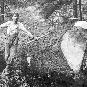 forskning i släktens gamla arbetstillstånd och yrkeslegitimationer