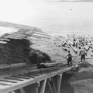 forskning i släktens kopplingar till historiska händelser