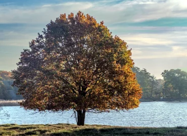 förstå svenska efternamn och deras ursprung